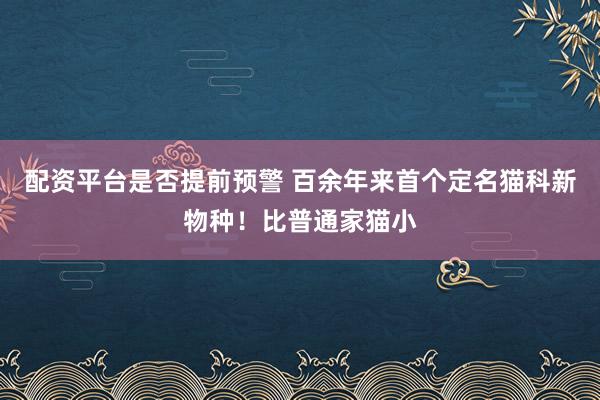 配资平台是否提前预警 百余年来首个定名猫科新物种！比普通家猫小